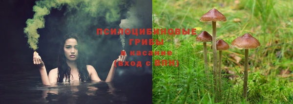 сатива Новокубанск